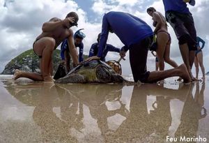 Как спасали морскую черепаху с крюком в шее.