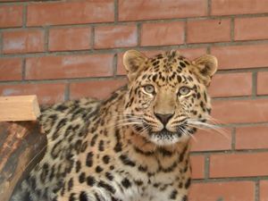 Спасенный в Приморье леопард Николай познакомился со своей невестой