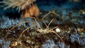 Биологи открыли пауков, перекачивающих кровь при помощи кишечника