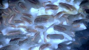 Mesenchytraeus solifugus — ледяные черви. Энциклопедия. Материал для реферата