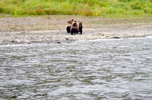 Трогательный момент прощания медведицы со своими медвежатами