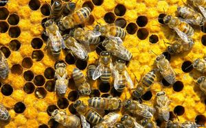 10 вещей, которые пропадут навсегда, если исчезнут пчелы