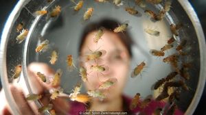 Как появляются мошки дома