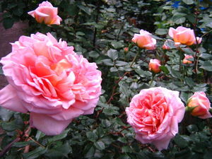 Прима среди роз: роза Дэвида Остина «Абрахам Дерби» (Abraham Darby)