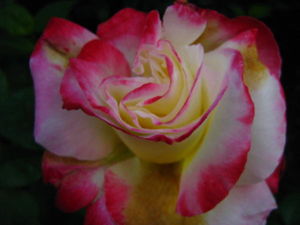 Роза «Двойное удовольствие-Дабл Делайт»