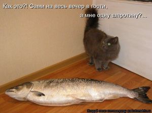 Ночная котоматрица (12 шт)