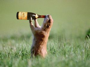 Подборка пьяных животных