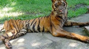 Работник зоопарка кормит тигра смехотворно маленьким кусочком мяса.