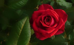 Имя розы: советы по выбору, посадке и уходу