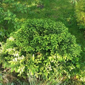 Ель подушкообразная Нидиформис (Picea abies Nidiformis) — мягкость вашего сада