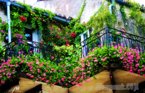 САД, ЦВЕТНИК И ОГОРОД. Идеи озеленения балкона – удиви гостей и соседей