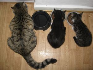 Корм для кошек. Большая математика для маленького хищника