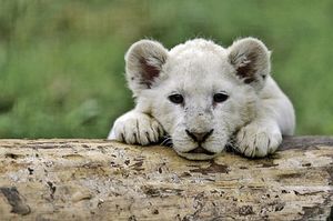В чешском зоопарке родились пять белых львят