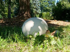 Головач гигантский (лат. Calvatia gigantea)