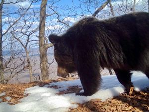 В заповеднике «Земля леопарда» фотоловушка засняла медведицу с пятью медвежатами