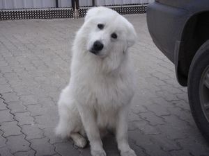 Мареммо-абруццкая овчарка (англ. Cane da pastore maremmano abruzzese). Энциклопедия. Материал для реферата