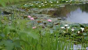 Кто ищет, находит