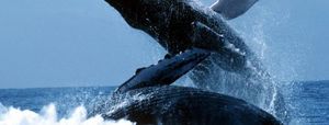 25 самых больших животных в мире