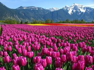 11 интересных фактов о тюльпанах