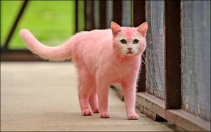 Розовая кошка (4 фото)