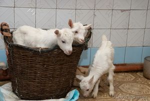 Что делать, если только родились козлята: уход и кормление новорожденных козлят в первые дни жизни и следующие несколько месяцев