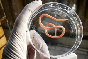 В Германии могут разрешить лечить болезни паразитическими червями