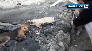 В Ноябрьске спасли щенков, попавших в гудронную ловушку
