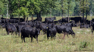 Абердин-ангус на Смоленщине