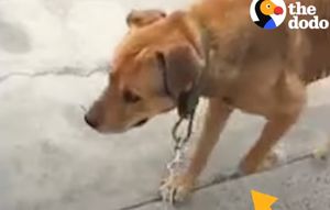 Собака, прожившая десятилетие на цепи, спасена удивительной семьей!