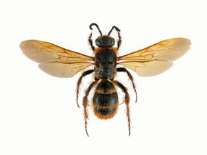 Сколии (лат. Scoliidae). Энциклопедия. Материал для реферата