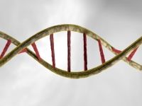 В США проведены первые опыты по модификации ДНК эмбриона человека