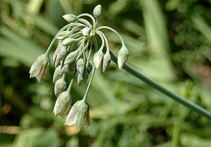 Нектароскордум (Nectaroscordum)