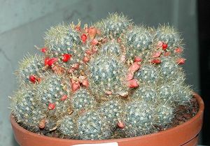 Маммиллярия (Mammillaria)