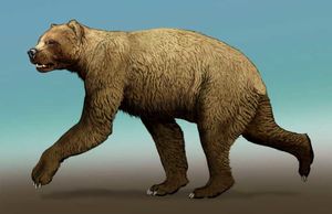 В поисках Иркуйема — легендарного огромного бурого медведя с севера