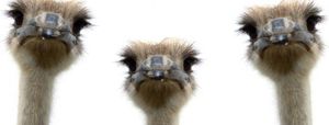 10 чудных и впечатляющих фактов о страусах