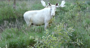 Исследователь из Швеции сумел заснять очень редкого зверя – белого лося