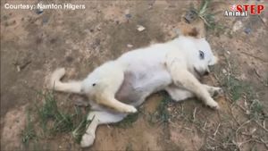Бродячего щенка покусала собака, но его спасли