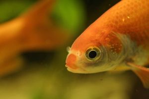 Золотые рыбки способны выживать без кислорода благодаря алкоголю. Золотая рыбка