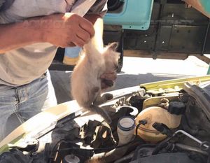Житель Волгодонска утром обнаружил трех котят под капотом своего автомобиля