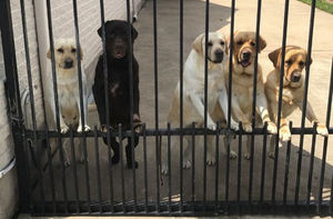 В США почтальон подружился с пятью собаками из одного дома