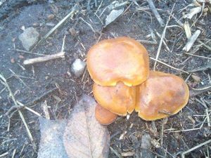 Фото декабрьских грибов и цветов хлынули в соцсети