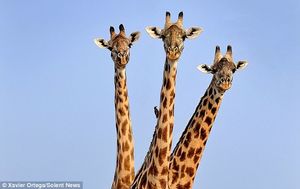 Трехголовый жираф попал в кадр испанскому фотографу