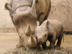 В зоопарке Сент-Луиса родился детеныш черного носорога