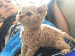 Кудрявый котенок породы селкирк-рекс прославился в твиттере