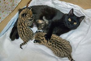 В Новосибирском зоопарке две кошки выкормили котят сервала, каракала и дальневосточного лесного кота