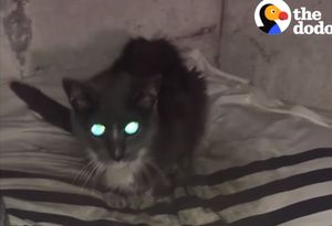 Кошка, прожившая в подвале 20 лет, наконец, счастлива!