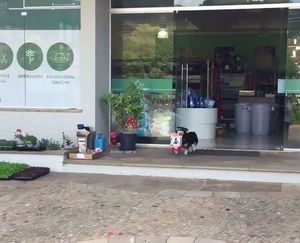 Бразильский пёс самостоятельно ходит за покупками