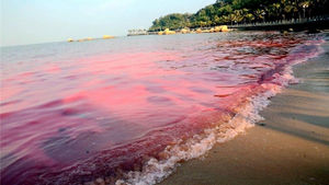 Российские ученые предупреждают о стремительном распространении в водах Мирового океана токсичных красных водорослей