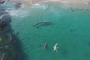 В США крупный серый кит «подкрался» очень близко к пляжу и его никто не заметил