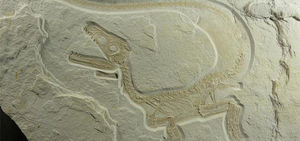 В Антарктиде обнаружили тонну окаменевших останков динозавров